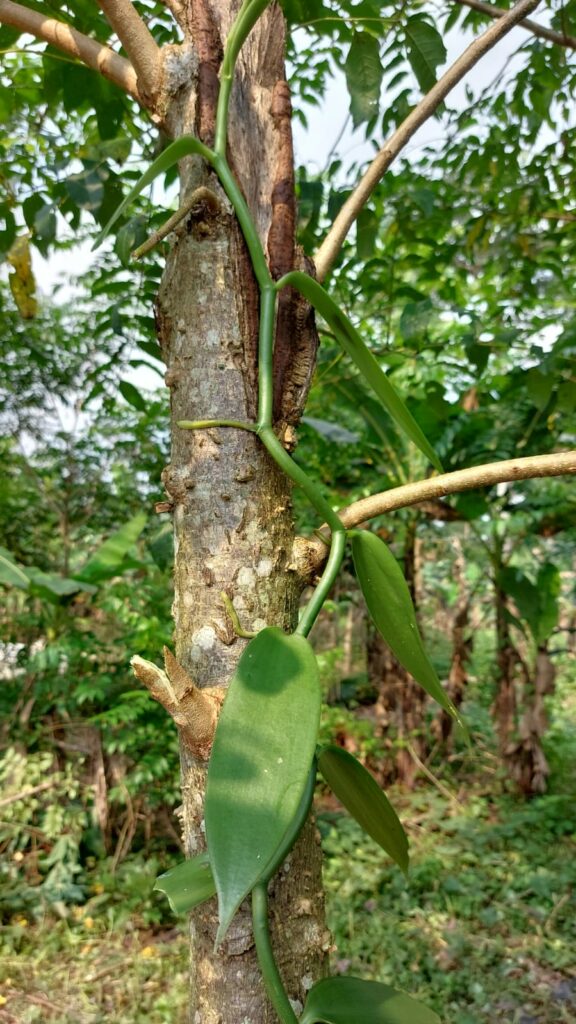 plantation d'Alain