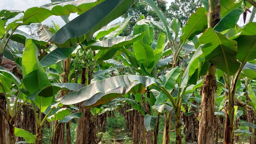 Plants de banane plantain cultivés par Alain.