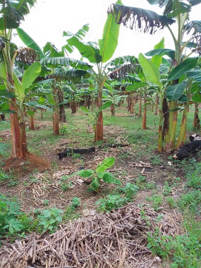 Plants de banane plantain cultivés par Alain.