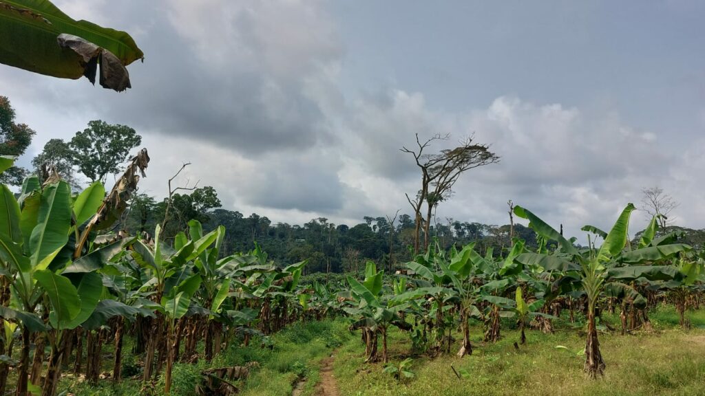 Plants de banane plantain cultivé par Alain.